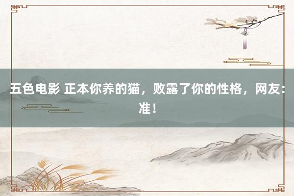 五色电影 正本你养的猫，败露了你的性格，网友：准！