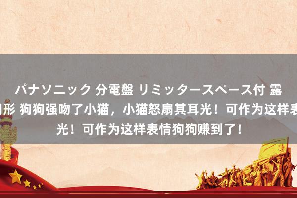 パナソニック 分電盤 リミッタースペース付 露出・半埋込両用形 狗狗强吻了小猫，小猫怒扇其耳光！可作为这样表情狗狗赚到了！